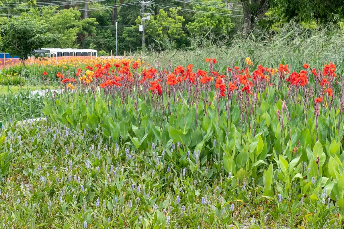 Macrófitas em flor nos Jardins Filtrantes (foto: Giselle Cahú/ARIES)